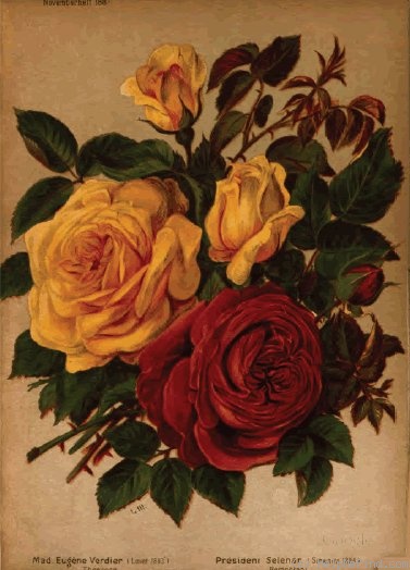 'Madame Eugène Verdier (tea, Levet, 1882)' rose photo