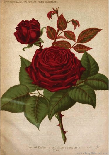 'Earl of Dufferin' rose photo