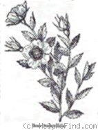 'R. berberifolia' rose photo