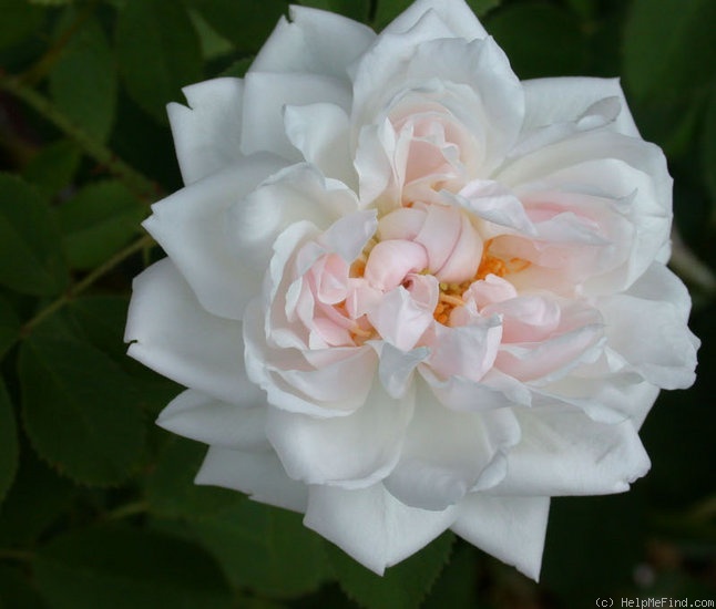 'Larry Daniels (hybrid perpetual, Liggett 1995)' rose, click to enlarge 'Larry Daniels (hybrid perpetual, Liggett 1995)' rose photo