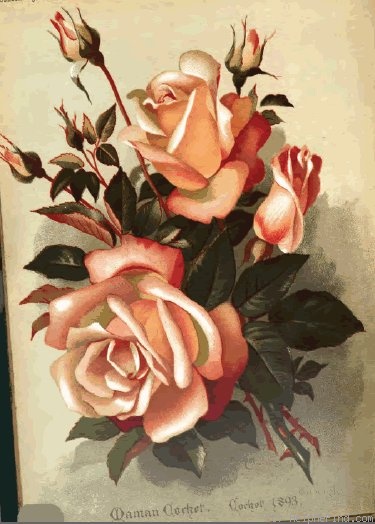 'Maman Cochet (Tea, Cochet, 1892)' rose photo