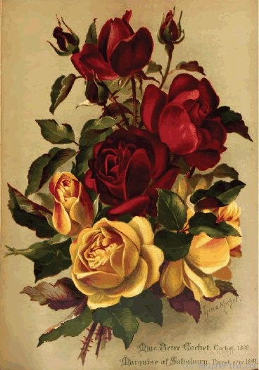 'Marquise de Salisbury (hybrid tea, Pernet, 1890)' rose photo