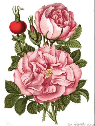 'Souvenir de Christophe Cochet' rose photo