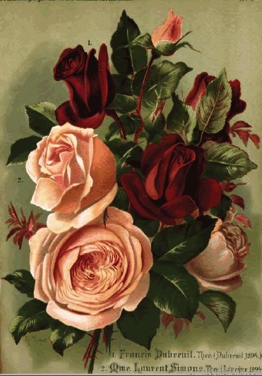 'Francis Dubreuil (Tea, Dubreuil, 1894)' rose photo