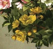 'Aglaïa (hybrid multiflora, Schmitt, 1896)' rose photo