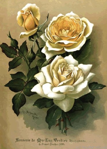 'Souvenir de Madame Eugène Verdier (hybrid tea, Pernet-Ducher, 1894)' rose photo