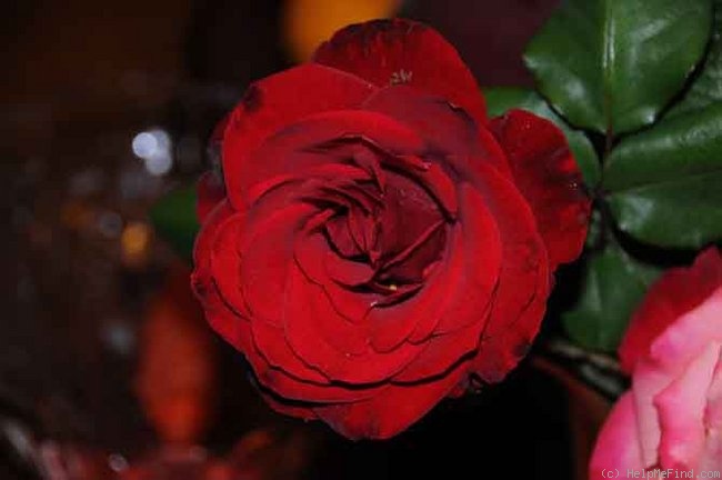 'Rodeo Drive ™' rose photo