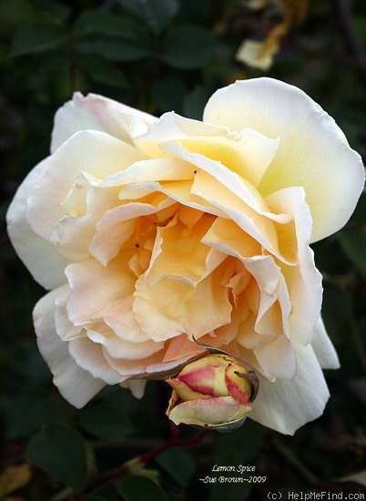 'Lemon Spice' rose photo