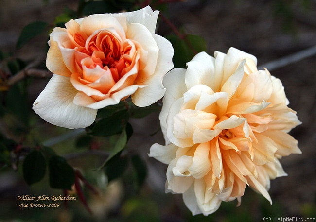 'William Allen Richardson' rose photo