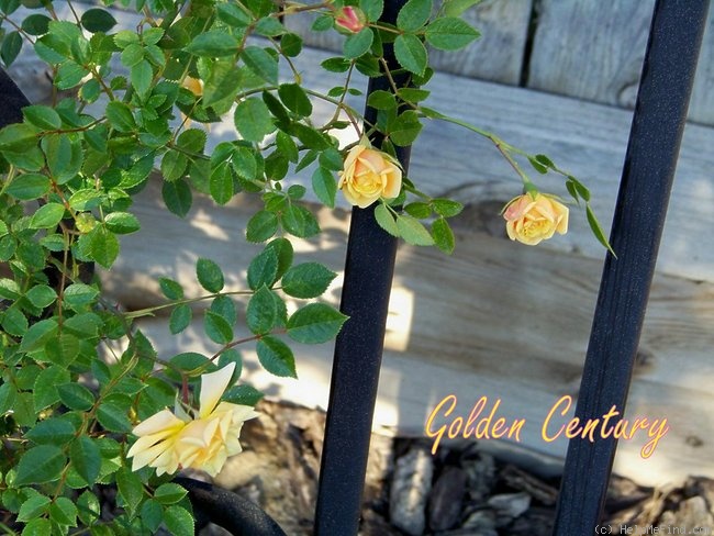 'Golden Century' rose photo