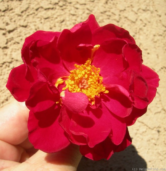 'LATORXSL' rose photo