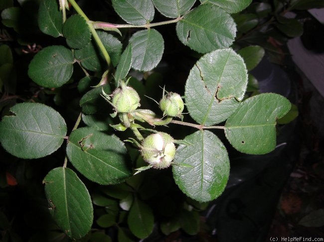 'Gilda (hybrid multiflora, Geschwind,1887)' rose photo