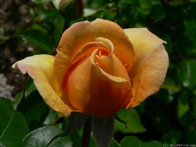 'Kupferkönigin ™' rose photo