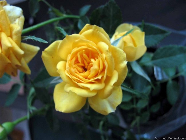 'Golden Century' rose photo