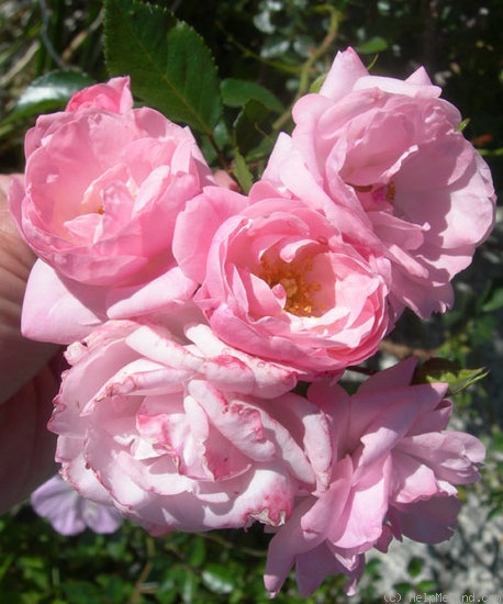 'Fresh Pink (miniature, Moore, 1964)' rose photo