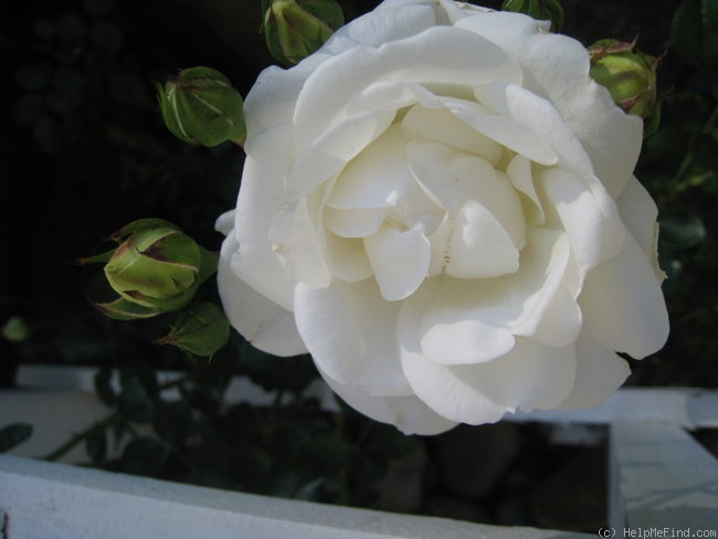 'White Dawn ®' rose photo
