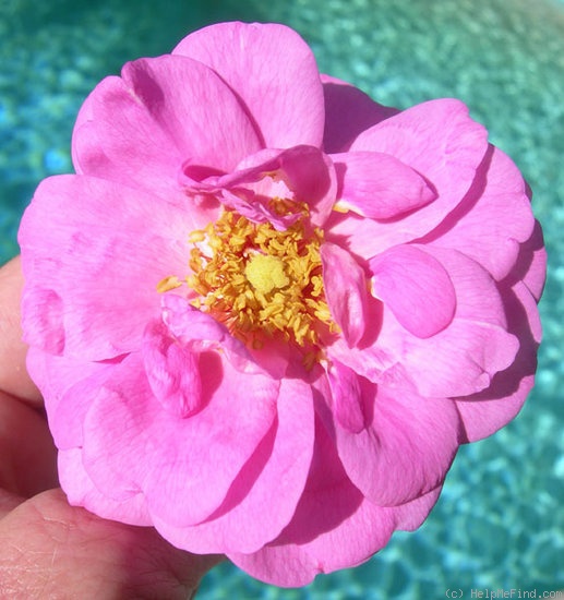 'Cape Diamond™' rose photo