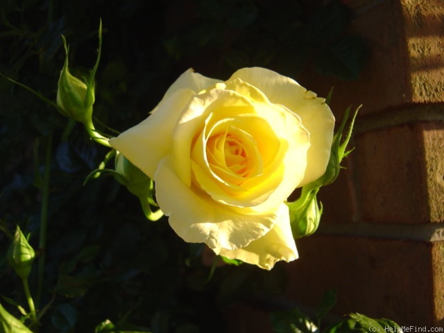 'Yellow Blaze' rose photo