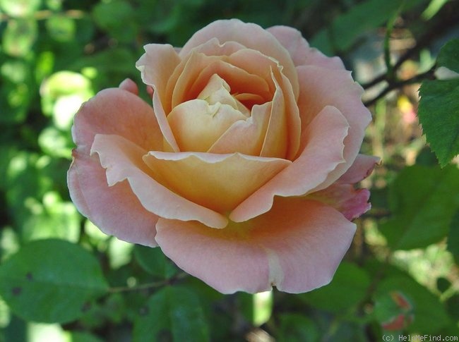 'Hawaiian Sunset (hybrid tea, Swim 1962)' rose photo