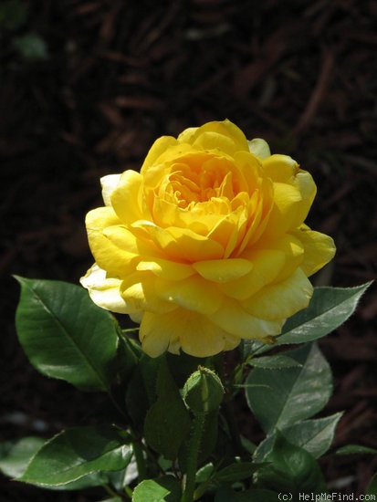 'Gold Glow' rose photo