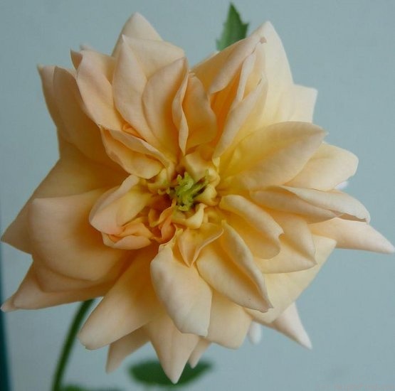 'Rêve Abricot' rose photo