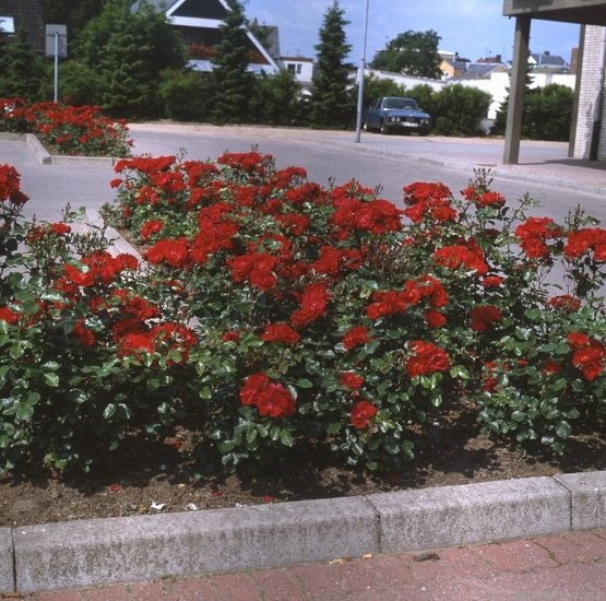 'Andalusien ® (floribunda, Kordes 1976)' rose photo