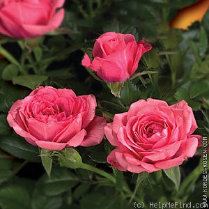 'Bonny Kordana ®' rose photo