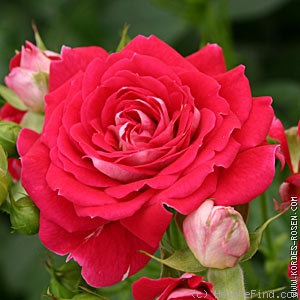 'Cerise Flower Circus®' rose photo