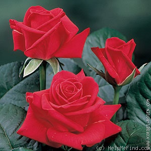 'Cherry Lady (florist rose, Kordes, 1999)' rose photo