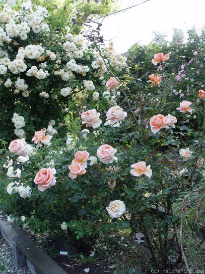 'Abbaye de Cluny ®' rose photo