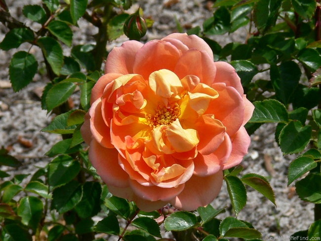 'Pat Austin ™' rose photo