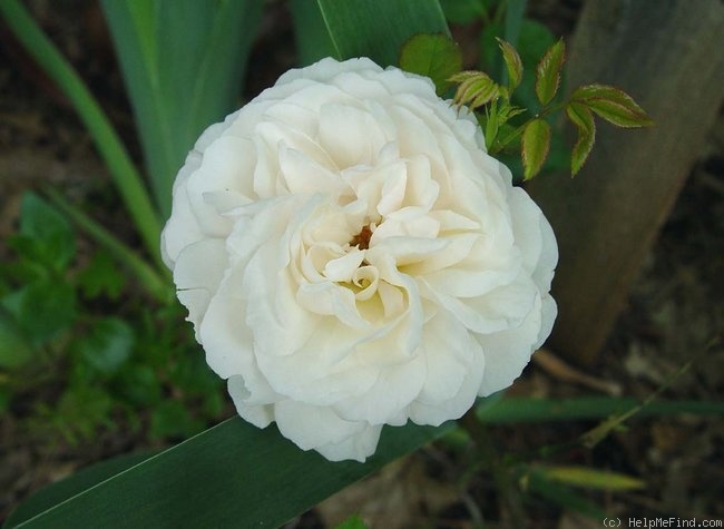 'Martine Guillot ®' rose photo