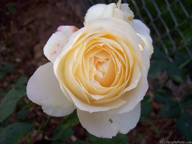 'Royal America' rose photo