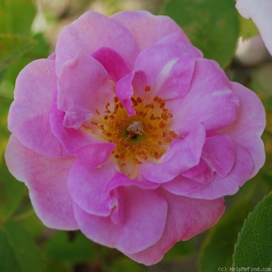 'Pink Cameo' rose photo