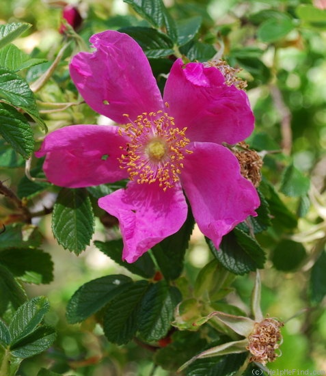 'R. rugosa kamschatica' rose photo