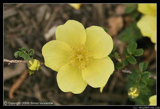 'Golden Chersonese' rose photo