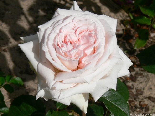 'Prince Jardinier ®' rose photo