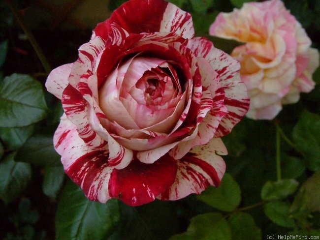 'Julio Iglesias ® (floribunda, Meilland, 2004)' rose photo