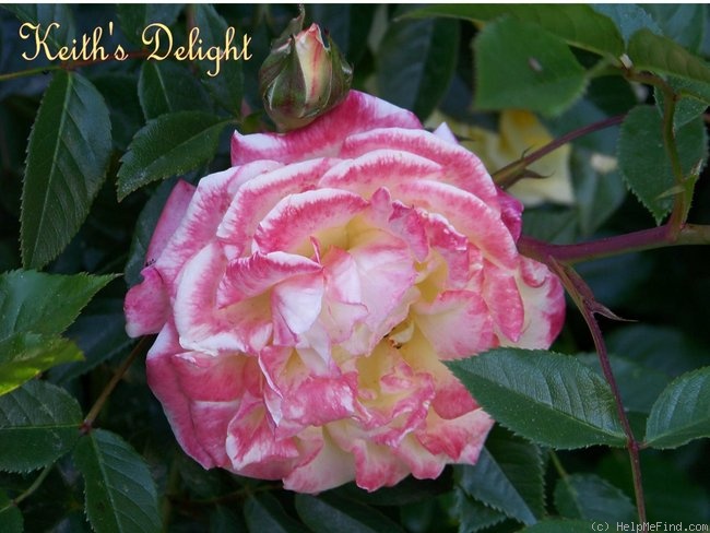 'Keith's Delight' rose photo