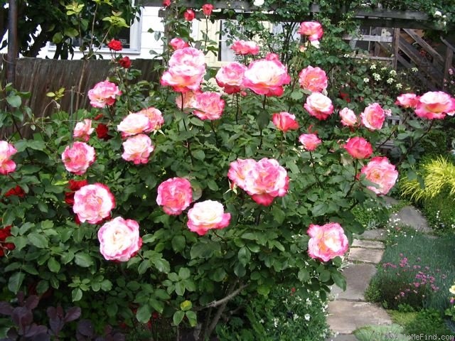 'Double Delight ®' rose photo