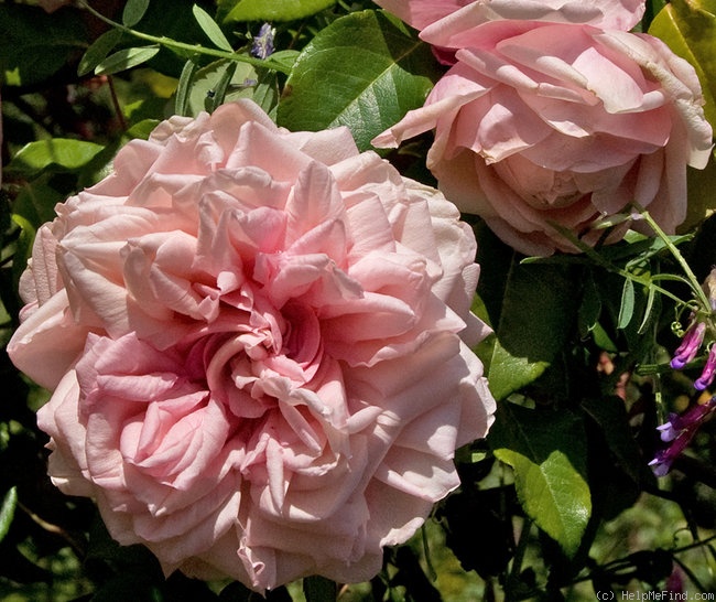 'Souvenir d'un Ami (tea, Bélot-Défougère, 1844)' rose photo