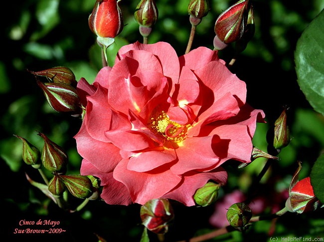'Cinco de Mayo™ (Floribunda, Carruth, 2006)' rose photo
