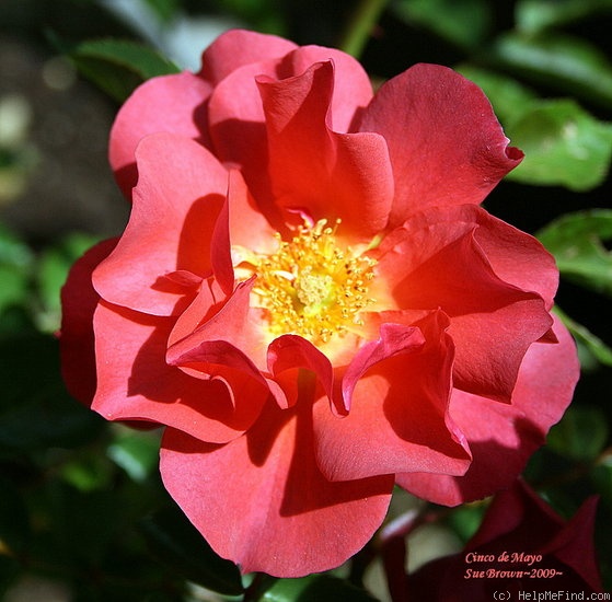 'Cinco de Mayo™ (Floribunda, Carruth, 2006)' rose photo