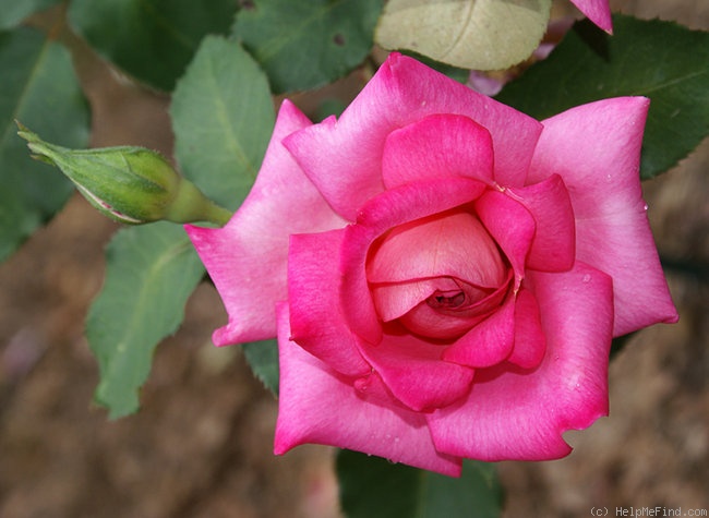'Brilliant Betty' rose photo