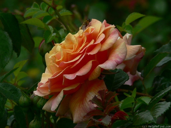 'Caramella ™ (shrub, Kordes before 2000)' rose photo