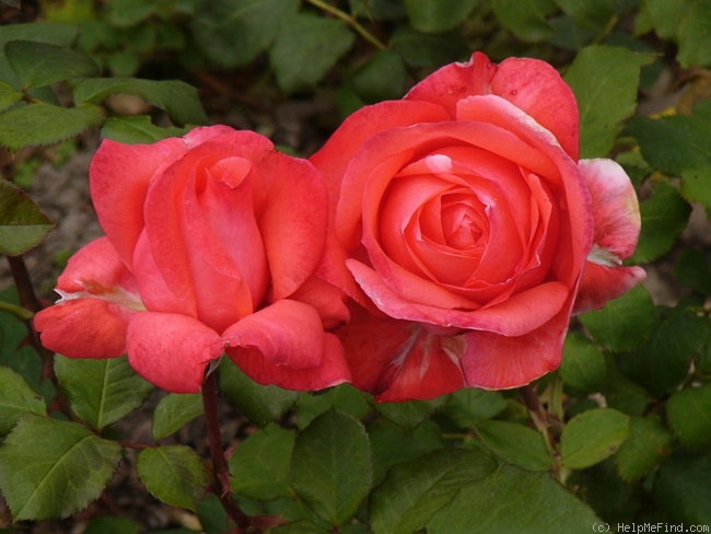 'Waanrode' rose photo