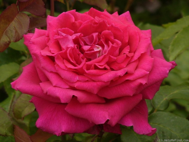 'Fragrant Love ®' rose photo