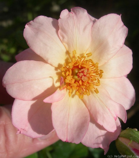 'CHXDAB' rose photo