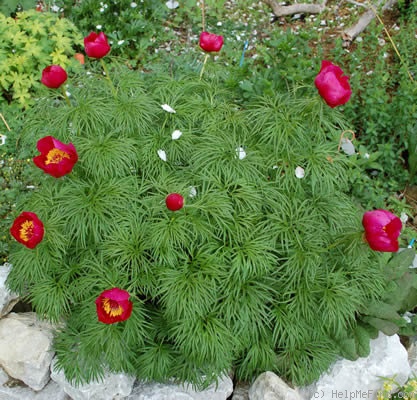 'P. tenuifolia' peony photo