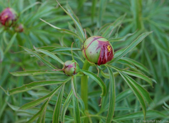 'P. x smouthii' peony photo